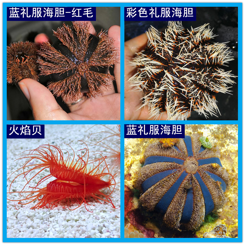 海胆海水观赏生物水族活体海缸宠物火焰贝蓝礼服海胆彩色礼服海胆-封面