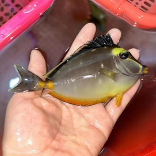 天狗吊海水鱼观赏鱼海鱼活体鱼倒吊珊瑚缸海缸水族宠物鱼活鱼