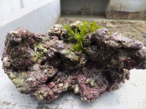 活石 珊瑚石 海缸 珊瑚缸 开缸造景过滤 海水生物石 深海钙藻活石