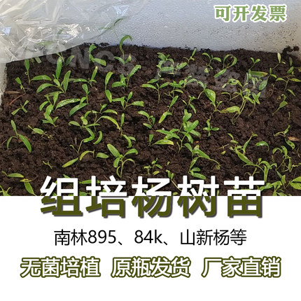 杨树组培苗毛果杨 南林895，84k，214，山新杨等 无菌组培 不包邮