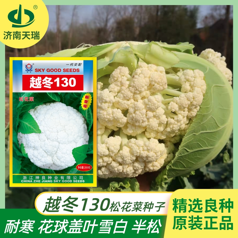 神良越冬130天青梗花菜种子耐寒