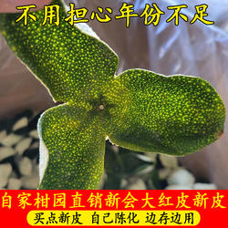 正宗广东新会陈皮茶枝柑鲜果新皮2025年3年青皮大红皮官方旗舰店