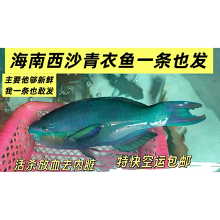 海南西沙珊瑚鱼青衣鱼色彩丰富一条鱼也包邮主要鱼新鲜活杀特快