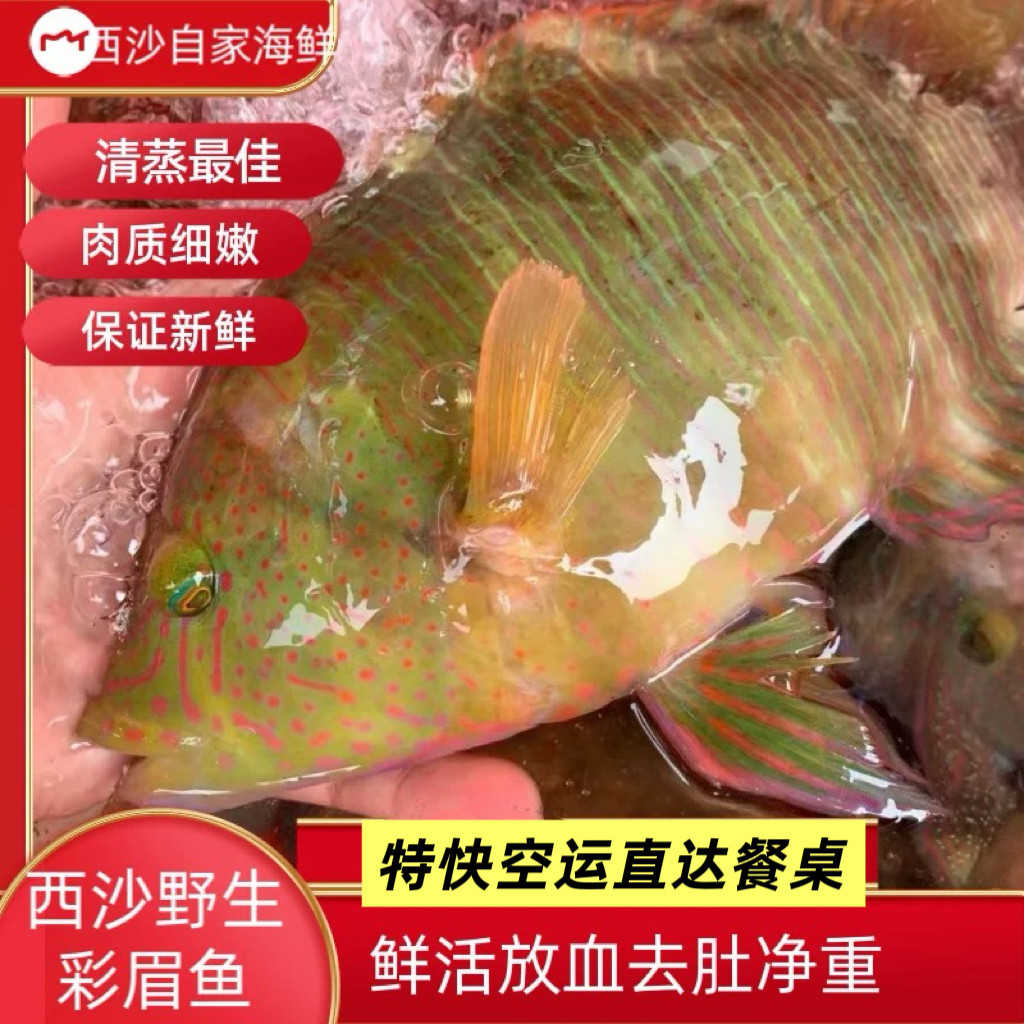 海南西沙鲜活放血彩苏梅鱼海鱼去内脏称净重蓝骨彩眉鱼珊瑚礁鱼
