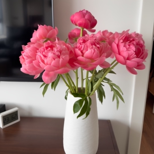 618  珊瑚粉    重瓣芍药鲜花