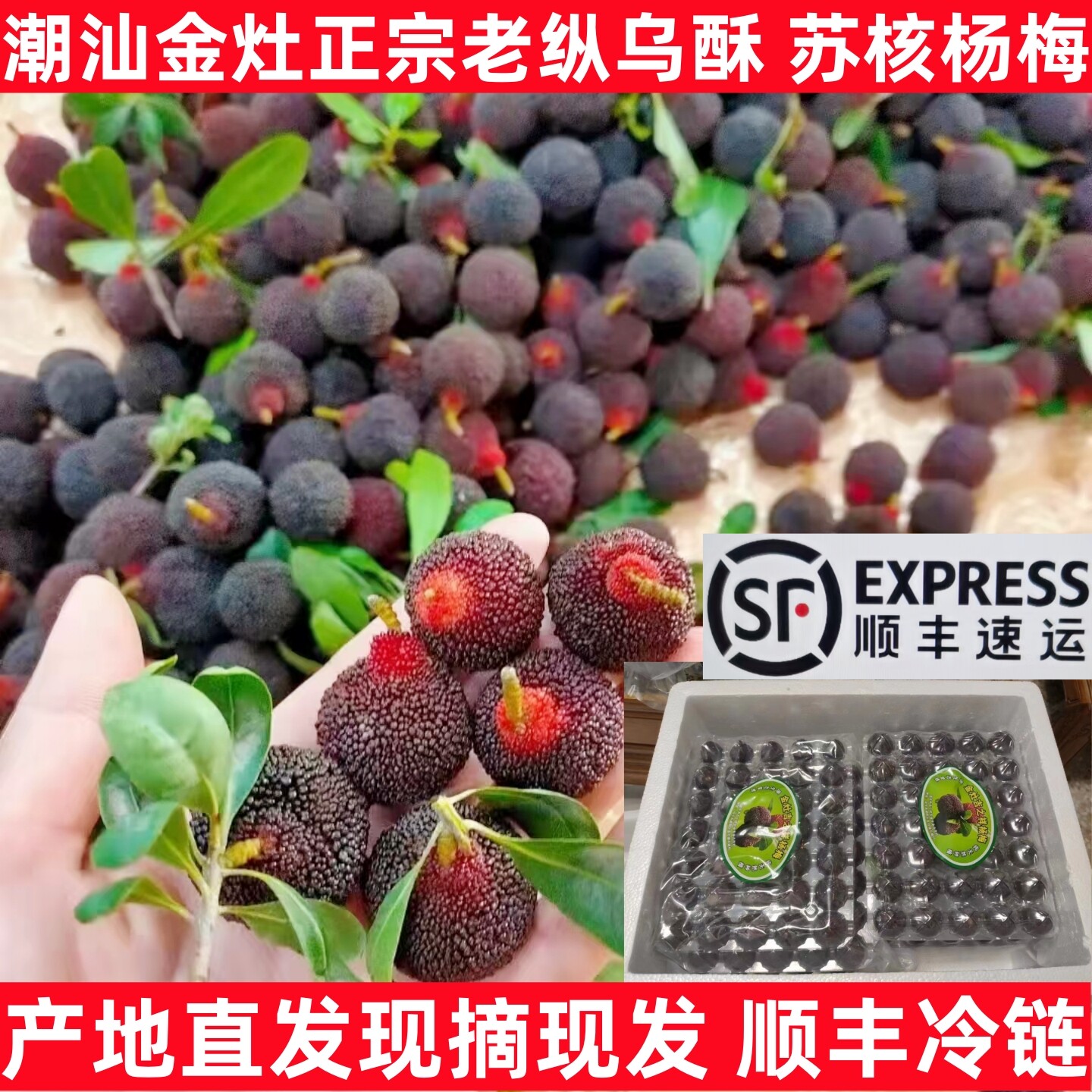 现摘潮汕金灶新鲜乌酥杨梅当季水果整箱非西胪内輋乌苏吊蒂送礼