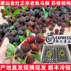现摘潮汕金灶新鲜乌酥杨梅当季水果整箱非西胪内輋乌苏吊蒂送礼