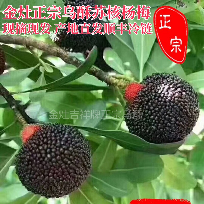 当季正宗潮汕金灶乌酥苏核杨梅现摘现发非西胪内輋新鲜乌苏梅吊蒂