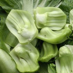 四川新鲜奶奶菜包包青菜梗脆青菜泡菜用芥菜梗帮帮菜酸菜4斤包邮