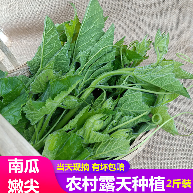 重庆农家新鲜南瓜藤叶尖