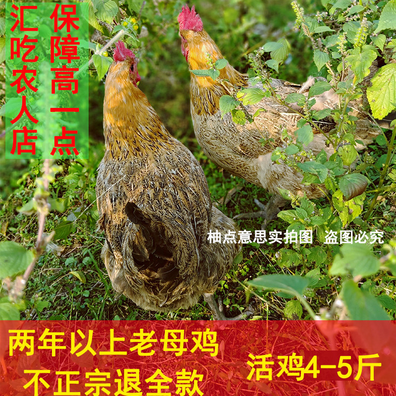 正宗土鸡农家土鸡散养土鸡农村土鸡老母土鸡草鸡走地鸡散养土鸡