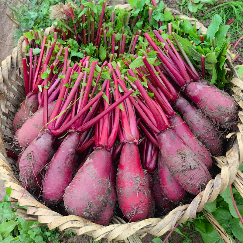 新鲜泡菜萝卜胭脂萝卜红萝卜红皮白心红心泡菜萝卜原料萝卜带杆子,水产肉类/新鲜蔬果/熟食,萝卜/胡萝卜,淘宝优惠券,粉丝福利购,淘宝优惠卷