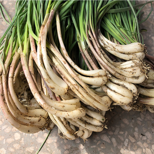 现货现挖新鲜带叶茭头重庆农家蔬菜荞头茭藠头教头当季自种包邮