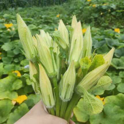 现采新鲜南瓜花番瓜花可食用倭瓜花南瓜藤花菜花骨朵农家新鲜蔬菜