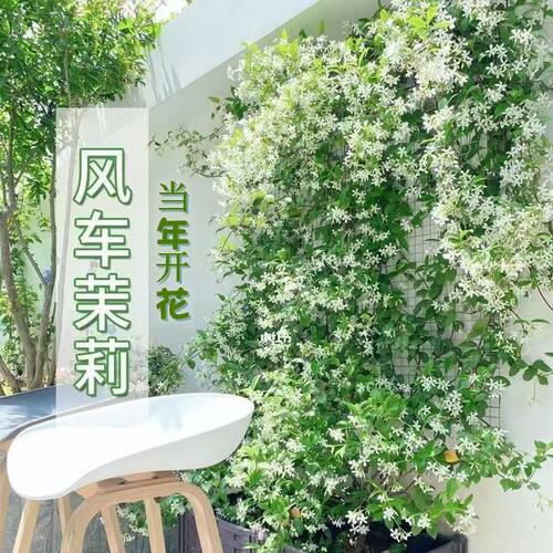 风车茉莉盆栽大苗络石藤垂丝爬藤架花卉植物阳台庭院四季开花耐寒