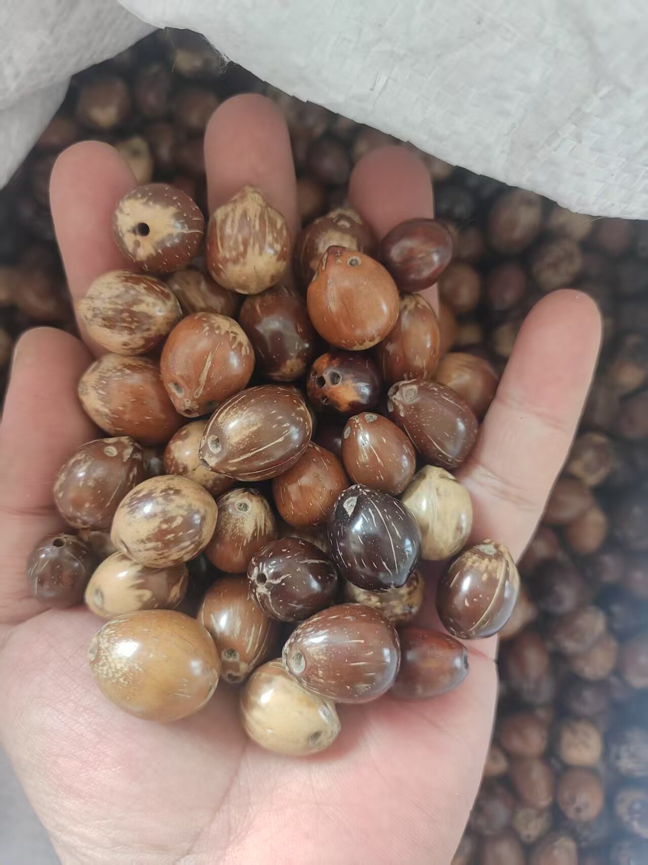 紫金鼠菩提子原籽散珠光珠冷门文菩提