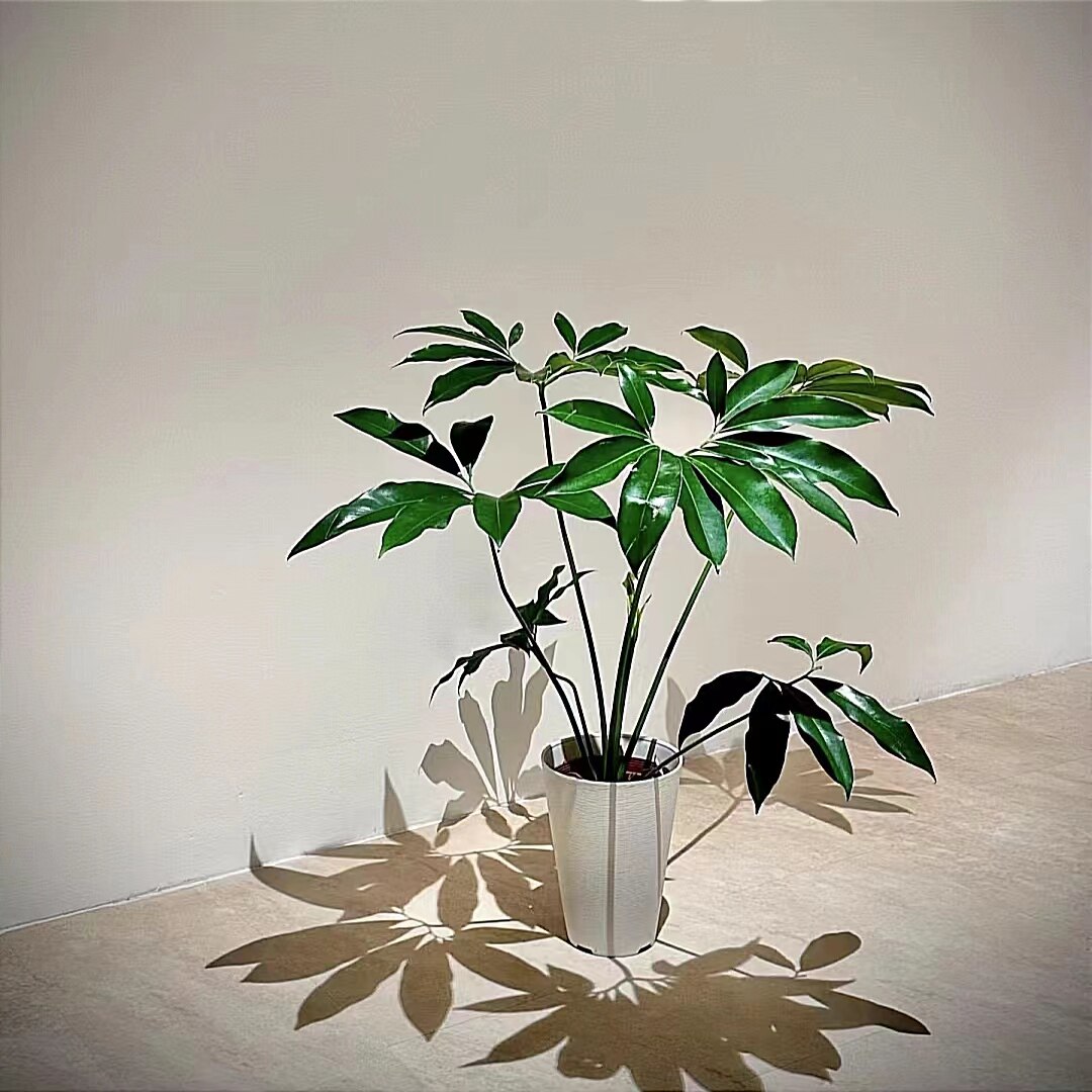 大型掌叶蔓绿绒室内绿植图片