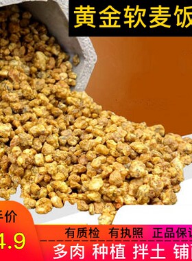 韩国颗粒多肉种植黄金软麦饭石