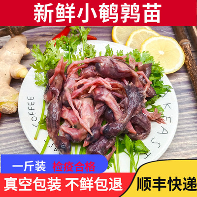 新鲜小鹌鹑幼仔冷冻宠物零食