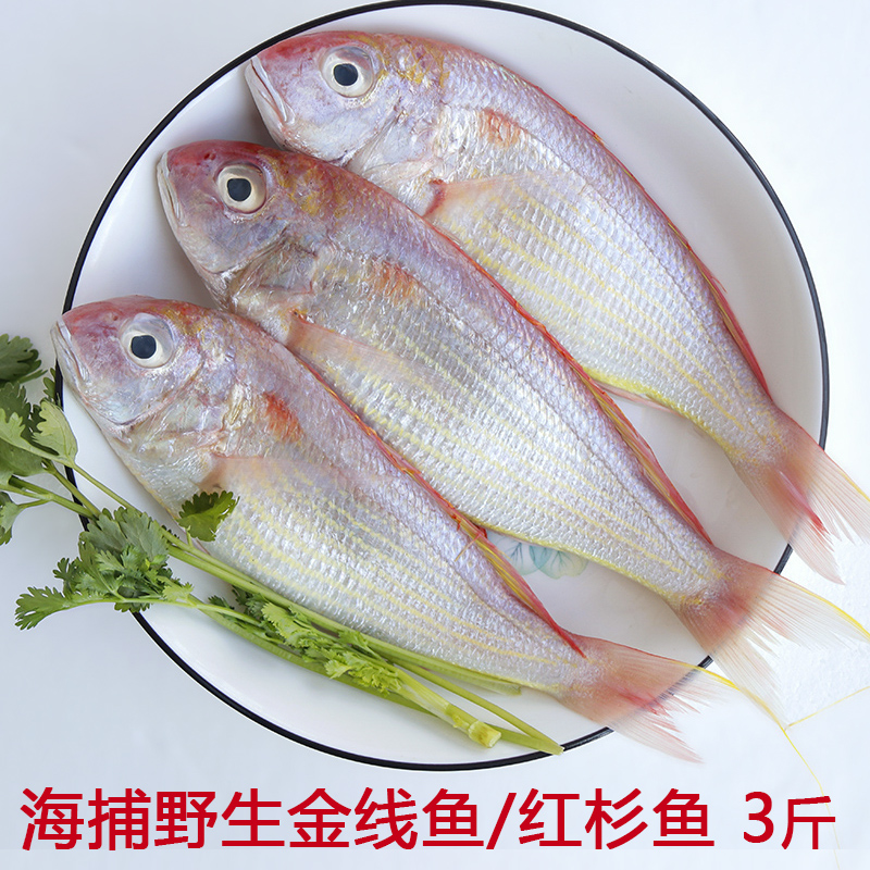 海捕红杉鱼新鲜海鱼福建海鲜金线鱼黄线鱼金线鲢鱼潮汕水产