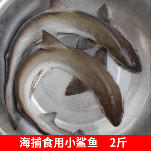 新鲜小鲨鱼食用鲨鱼鲜活急冻海鲜水产鱼类冰鲜海产品非白鲨鱼 包邮