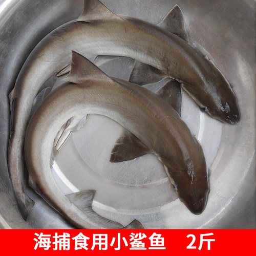 新鲜小鲨鱼食用鲨鱼海产品