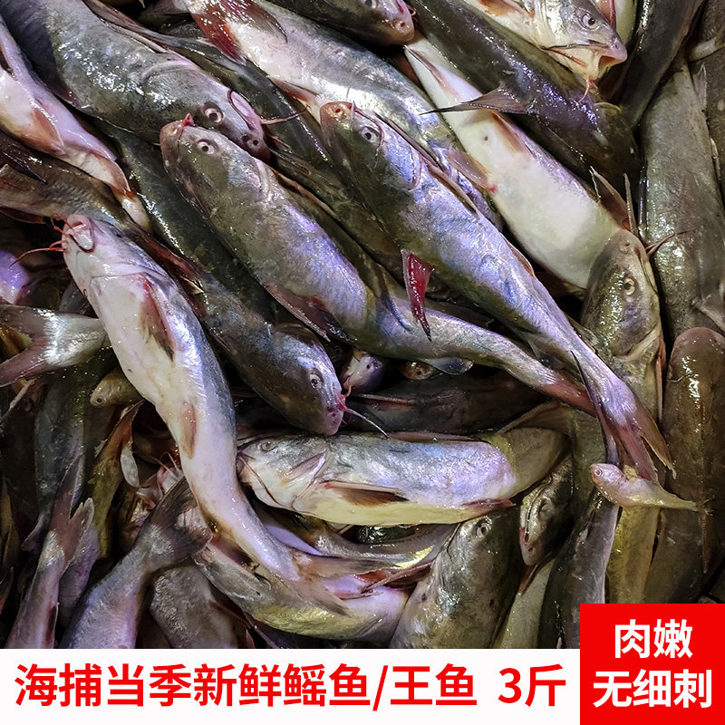 海捕新鲜鳐鱼王鱼海鱼海鲶鱼海鲇光鱼骨鱼老头鱼胡子鱼深海鱼山毛