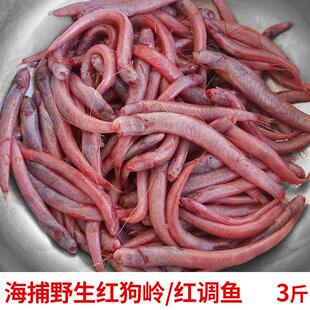 福建海鲜红鳝仔新鲜赤岭鱼海捕红血鱼新鲜海鱼红条鱼红调鱼红狗岭
