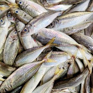 2斤巴浪鱼新鲜福建海捕水产鲜活速冻海鱼刺巴鱼潮汕竹夹鱼做鱼饭