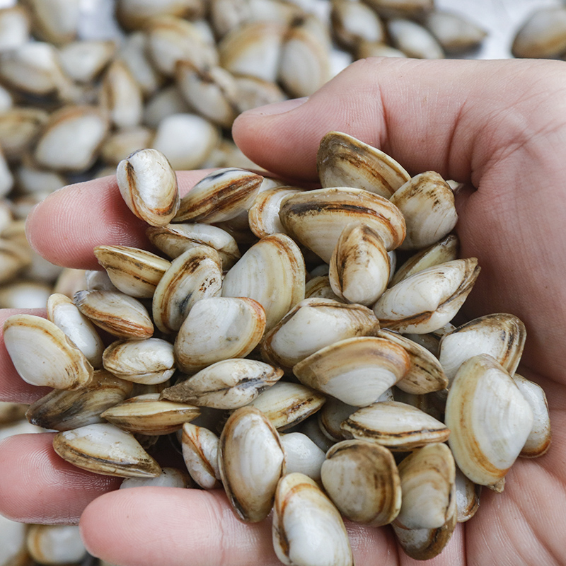 福建海捕新鲜白海瓜子薄壳