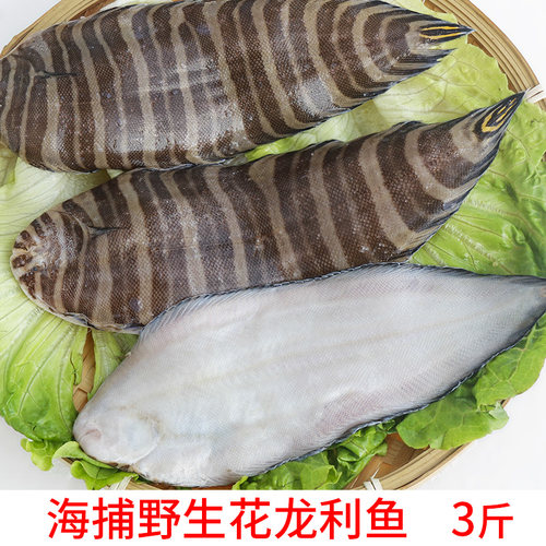 福建漳州海捕应季海鱼花龙利鱼新鲜海水鱼花猫龙利鱼