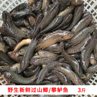 整条新鲜冰冻冰袋加泡沫箱发货