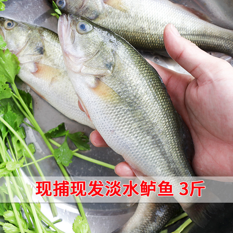 鲜活淡水鲈鱼新鲜河鲈鱼水产福建漳州现捕少刺淡水鱼类鲜活速冻
