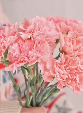 红色粉色鲜花康乃馨云南昆明直发新鲜母亲节送妈妈节日礼物多头