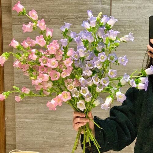 新鲜采A级风铃鲜花年宵花束直发清新水养云南插花基地客厅鲜切花