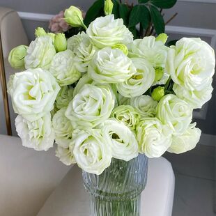 高级洋桔梗鲜切花无刺玫瑰昆明基地直发家庭插花水养长花期斗南
