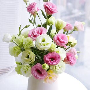 洋桔梗无刺玫瑰插花云南鲜花斗南花卉花束紫色洋桔梗紫玫瑰鲜花