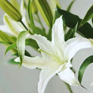 百合花鲜花水养插花鲜切花束真花室内插花轻奢云南云南鲜花