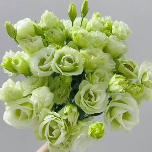 洋桔梗鲜花包邮直发搭云南插花束绿色洋桔梗组合混装家用花桔梗花