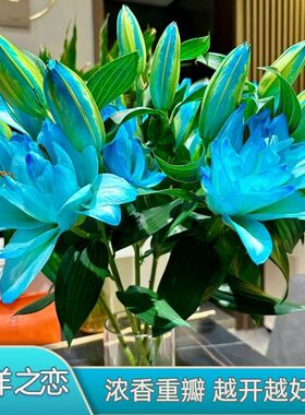 基地直发香水蓝色海洋之恋重瓣百合百合花鲜花吸色水养插花