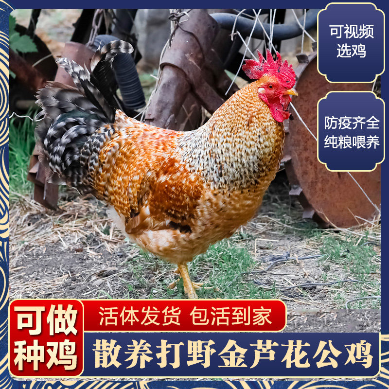 土鸡散养打野金芦花大公鸡药鸡种鸡走地鸡柴鸡活体活鸡包活到家
