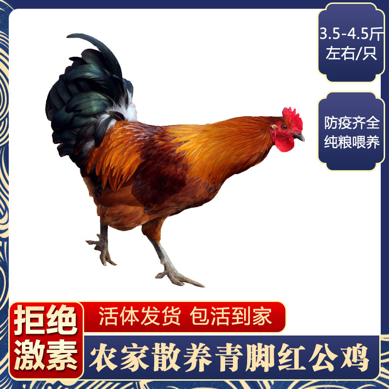 土鸡农家散养正宗大红公鸡活体青脚活鸡包活到家童子鸡走地鸡种鸡