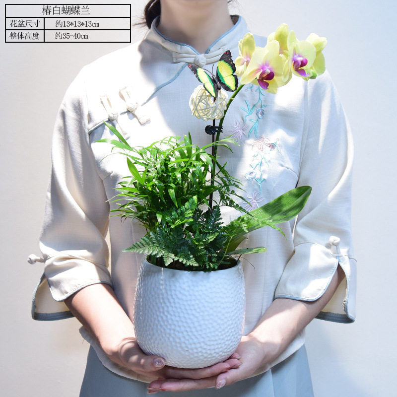 蝴蝶兰盆栽带花苞客厅绿植四季植物兰花花卉室内盆景开业乔迁送礼