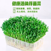 豌豆苗专用芽苗菜种植盘种植盒麻豌豆种子四季 室内阳台蔬菜种籽架