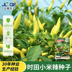 时田小米椒辣椒种子高产超辣新鲜青菜阳台盆栽农家菜园蔬菜种籽孑
