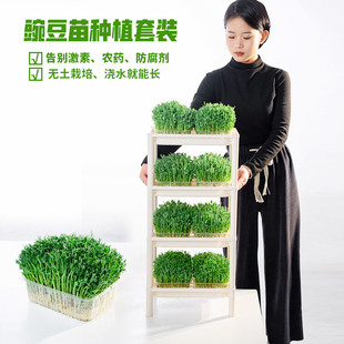豌豆苗专用芽苗菜种植盘种植盒麻豌豆种子四季室内阳台蔬菜种籽架