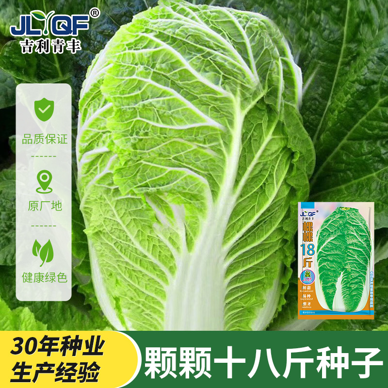 冬储颗颗18斤大白菜种籽秋季播大白菜种子改良青杂三号北京新三号