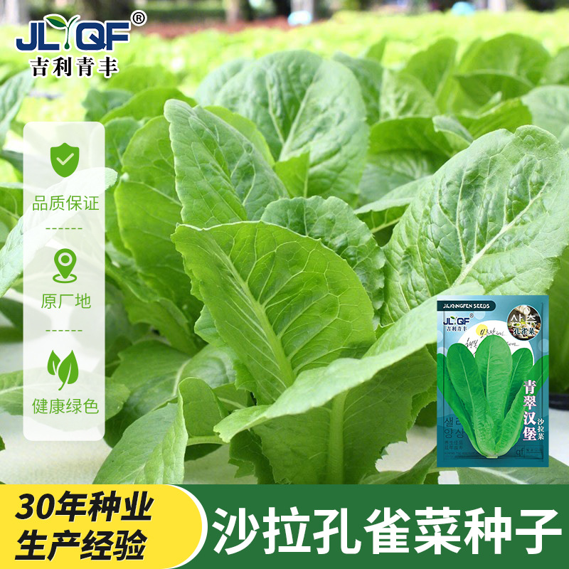 汉堡沙拉孔雀菜种生菜种子水培四季意大利生种菜籽阳台春秋冬蔬菜
