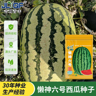 中科天塔懒神六号西瓜种子四季懒汉种植红瓤种籽水果甜脆西瓜籽种