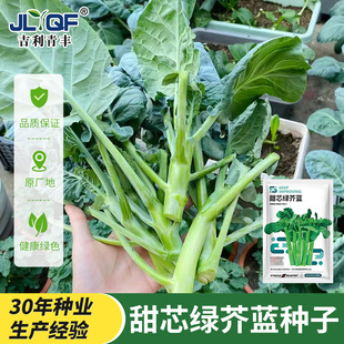 甜芯绿芥蓝种子广东鸡腿芥兰种籽四季播阳台盆栽耐热耐寒蔬菜种子